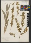 Foto von Salix alba L.